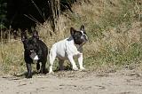 BOULEDOGUE FRANCAIS 304
